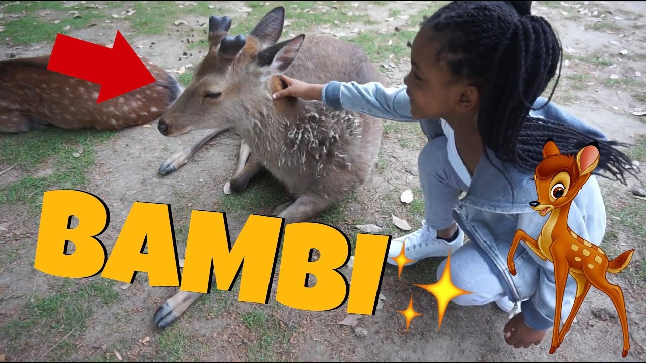 12#MLOG - ON A VU BAMBI ! ANAISANAIS et MAELLIA ET MAMAN D'AMOUR - YouTube