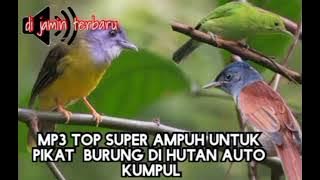 suara pikat MP3 ribut dengan kombinasi burung ampuloh Ireng yang ampuh