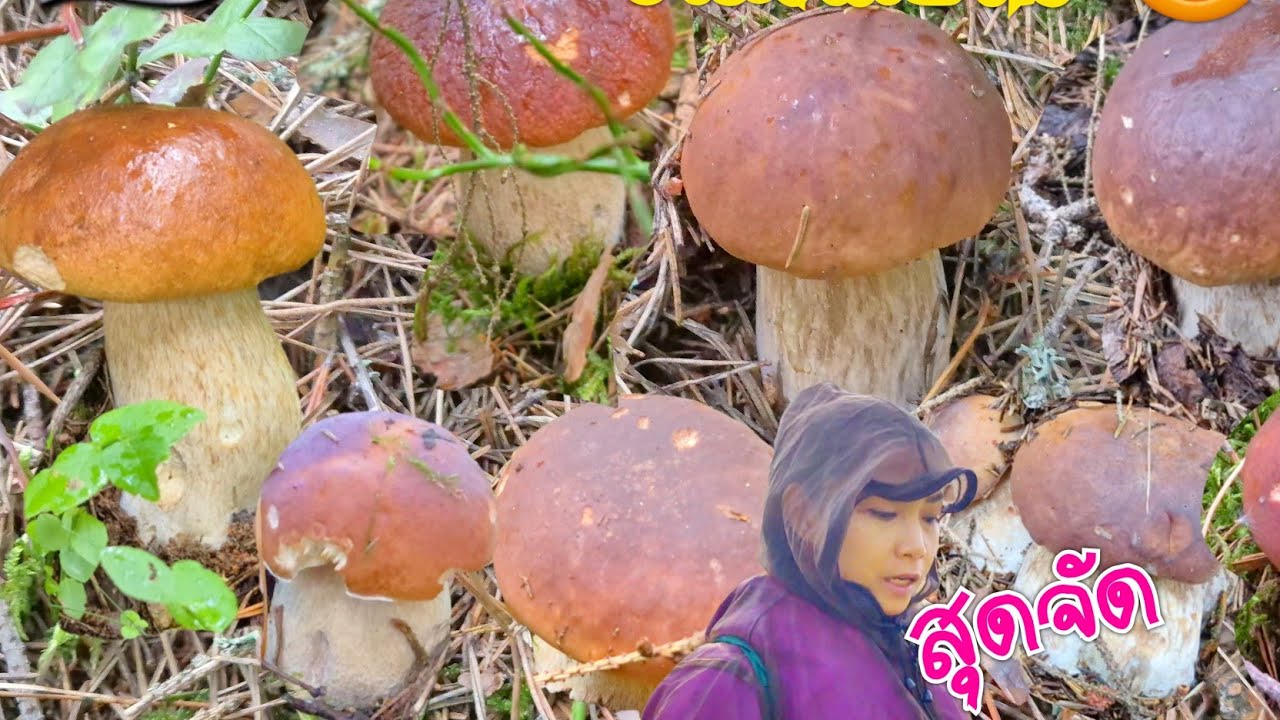 😱 เห็ดป่าพี่ปลา ยิ่งเก็บยิ่งเยอะ จัมโบ้ๆ‼️ 28.8.2025 🇫🇮