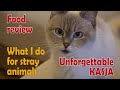 Cat’s daily routine.Review of cat food from a regular Russian store.What do I do for stray animals?