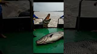 #낚시대 #fishing #바닷바람 #바다 #shark #ocean #낚시