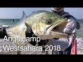 ABENTEUER ANGELN & Campen Dakhla Westsahara Marokko 2018 - LEERFISH Gabelmakrele Licia Amia