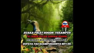 Suara Pikat Sogon Susah Turun Di Jamin Pakek MP3 Ini Pasti Hujan Burung Sogon