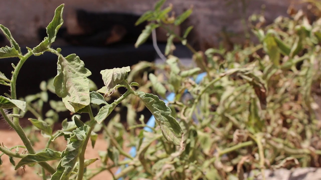 مشاهد مونتاج زرع يابس #تصويري#غصن_الساكورا. - YouTube