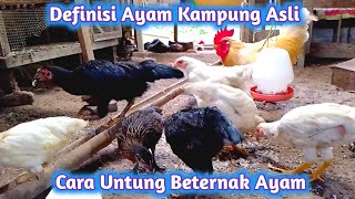 Wajib Tau‼️Apa itu Ayam Kampung Asli