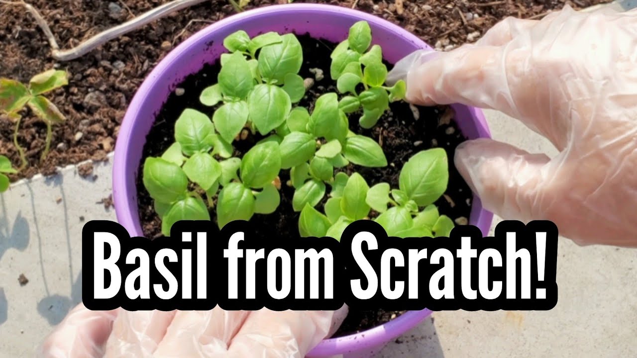 Grow Sweet Basil from Seed to Cutting – Full Cycle Guide - YouTube