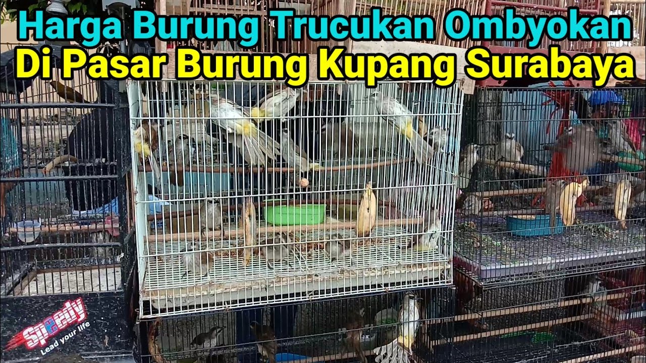 Harga Burung Trucukan Ombyokan Di Pasar Burung Kupang Surabaya