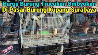 Harga Burung Trucukan Ombyokan Di Pasar Burung Kupang Surabaya