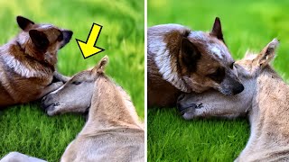 Dog Walked Up To A Dying Foal  Owner Was Completely Shocked When THIS Happened!