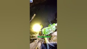 Sơ cấp cứu khi bị rắn cạp nia cắn