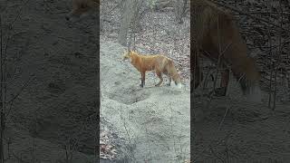 A Male Fox That I Call Mbweha