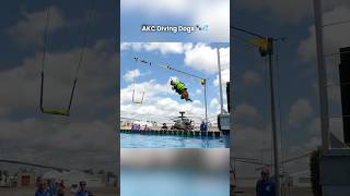 He wont It let It go!  AKC Diving Dogs