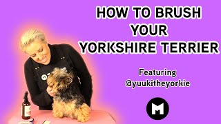 How to brush your Yorkshire Terrier