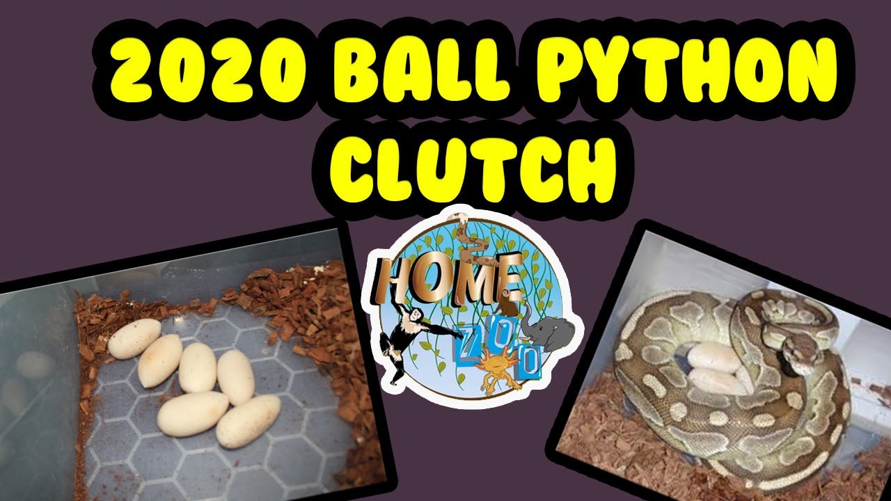 2020 BALL PYTHON CLUTCH - YouTube