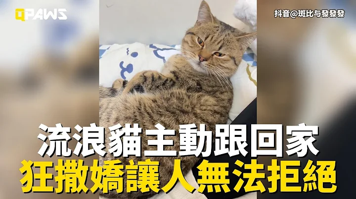 一只漂亮的流浪猫跟着女子回家，一路跟随疯狂撒娇让人无法拒绝 - 天天要闻