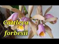 Cattleya fordesii. Очередное цветение.