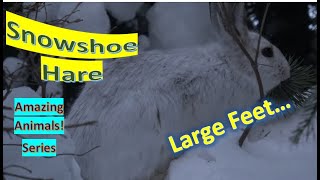 Snowshoe Hare facts ? Varying Hare ? Snowshoe Rabbit ? named due to large size of its hind feet