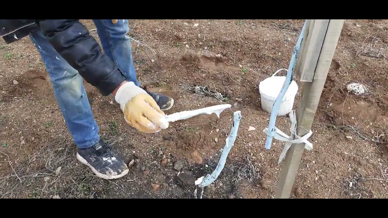 100- 6000 fidanlı Chandler Ceviz 1.Yaş tepe vurumu ve  Fidanlarımız Büyümedi nasıl tepe vuracagız?