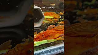 Süper Red baba &amp; minikler aynı sofrada.”