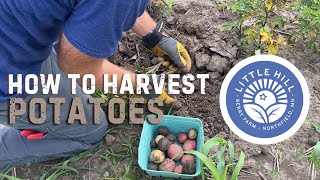 How To Dig Potatoes Little Hill Berry Farm U-Pick Guide