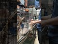 memberi pakan burung finch #birds #finch #zebrafinchbreeding #asmr