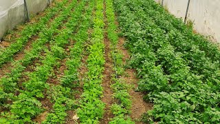 Marul, Maydanoz, Roka, Dereotu Bakımı ve Gübrelemesi