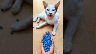 Satisfying Cat ASMR 🌈 Beads Reverse Magic#shorts #cat #asmr ##satisfying #beads xxx