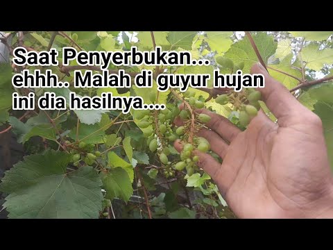 Anggur Rontok Berry Anggur Rontok Usai Di Gempur Hujan.. - YouTube
