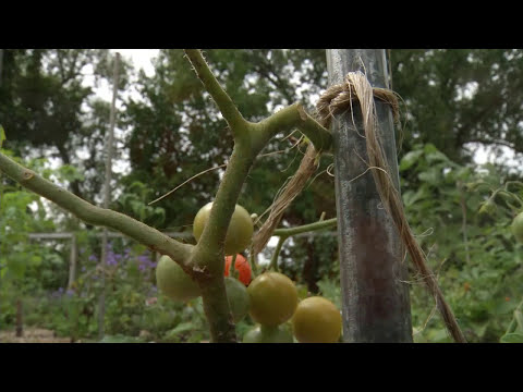 Vídeo: Tractament de mosaic de gladiols: com tractar les plantes de gladiol amb el virus del mosaic