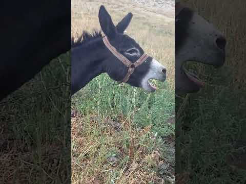 Kadife Aşka geldi.#Eşek sesi#naturephotography #köyler #vlog #nature