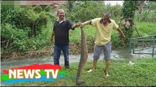 Cực sốc, Con đỉa khổng lồ có thể nuốt trọn một con gà