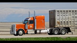 Peterbilt 589 Truck Spotting in Saskatchewan | P379 | KW900