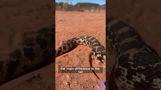 Gopher snakes are your friend! (Unless you’re a rodent.) Appreciate and respect Arizona wildlife. ✌