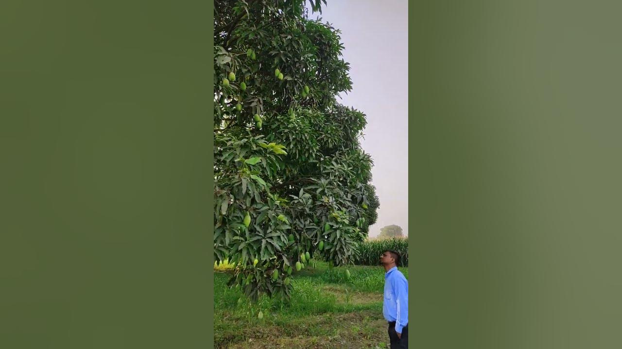 mango tree|mango tree grafting|mango tree plantation|mango tree care ...