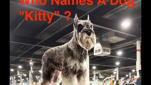 Who Names A Dog "Kitty" ?  Our 7 Month Old Mini Schnauzer at Dog Show at the Big E Fri Nov 21, 2025