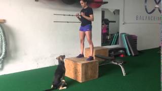 Dead Stop Seated Box Jump