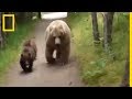 Un Randonneur Face à Une Maman Ours Et Ses Petits