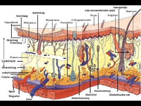Video: Hoe De Huid Werkt