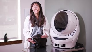 A Vet's Biggest Pet Peeves - Dr. Justine Lee