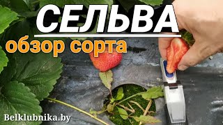 Сорт клубники Сельва 🍓 НСД. Belklubnika.by