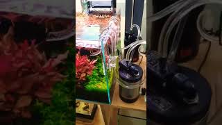 30Cm Cube Hybrid Dutch Powered By 2Hraquarist Apt Complete , C2 Rgb