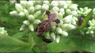 Ambush Bug Catches Wasp 2 HQ HD