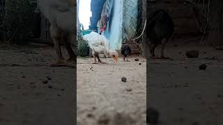 Ground-Level View of Rural Life