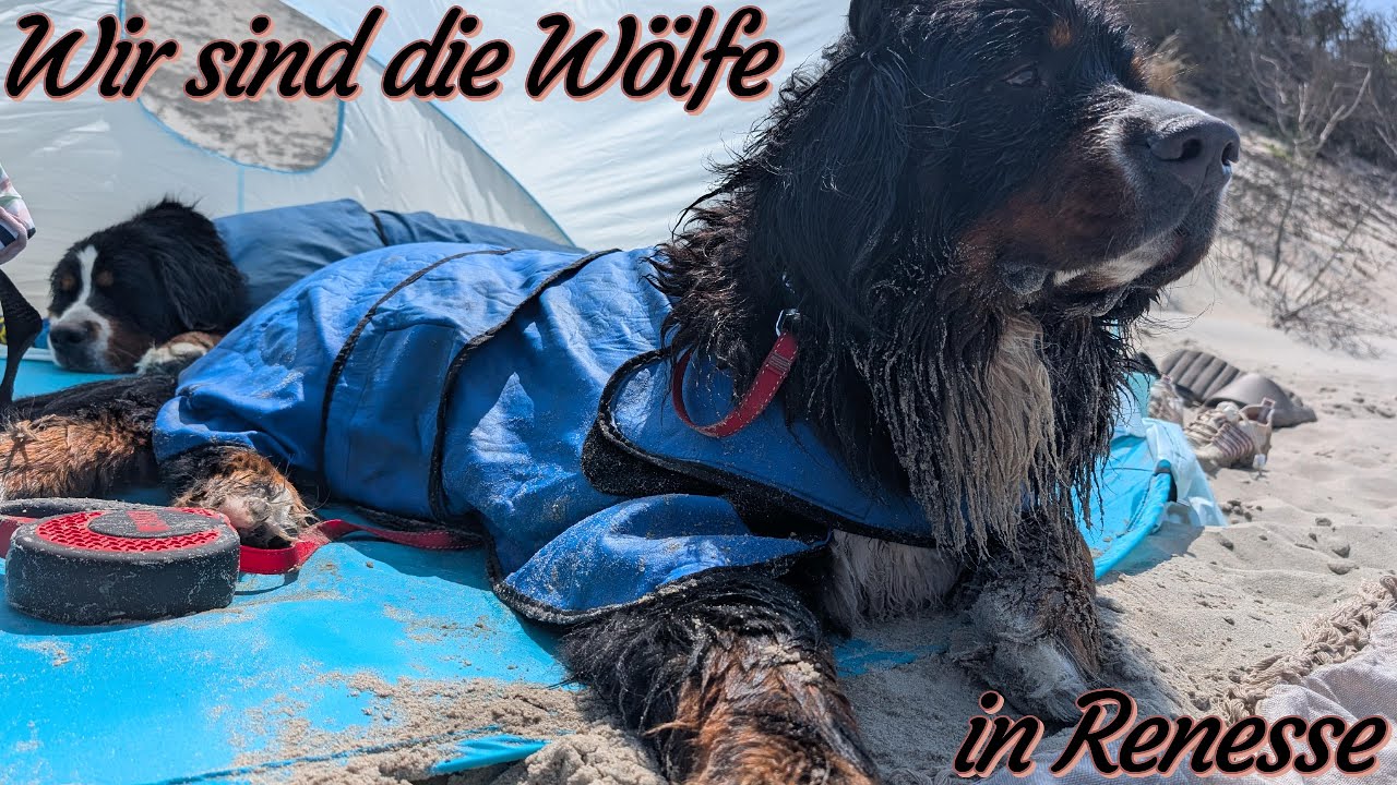 Urlaub am Renesse Strand Campingplatz