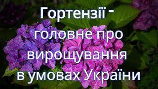 Гортензії: Головне про вирощування в Україні та популярні види для вашого саду