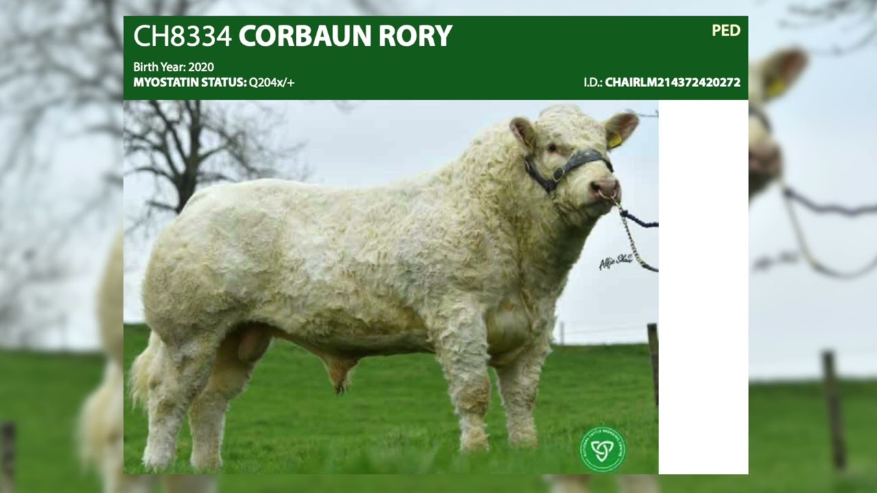 Episode 3 of our 2023 Beef Sire Series - Charolais