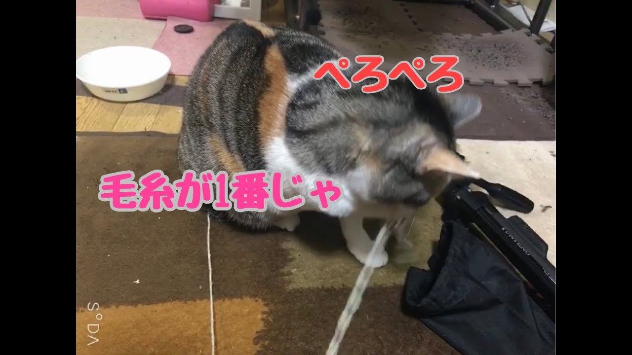 これが現実や 太ってるのに手しか動かさない猫ちゃん Youtube