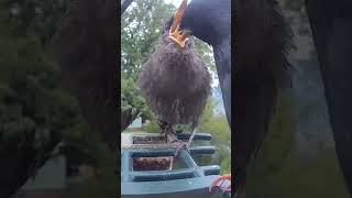 baby Starling demands its breakfast #birds #ohio #birdsounds #starling #babybird #birdcam