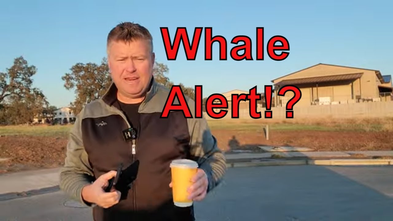 XRP movement between Crypto wallets and whale buys big