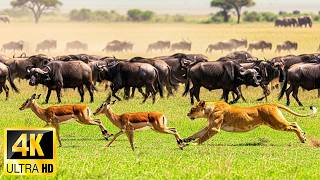 4K African Wildlife: Lake Nakuru National Park - One of Africa's Most Iconic Wildlife Destinations
